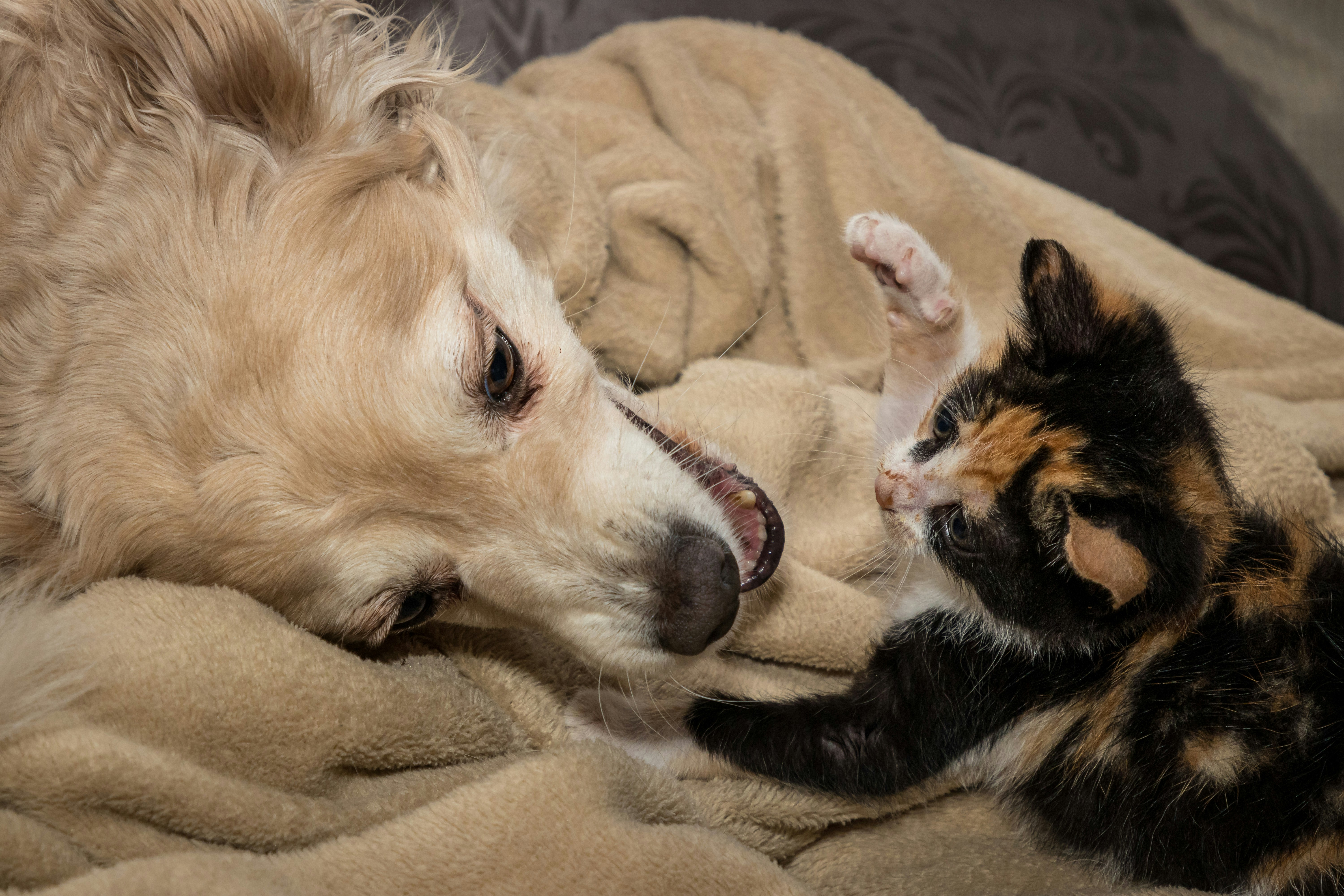 Happy Pets